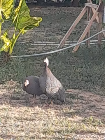 Vendo 3 gallinetas en 50 mil