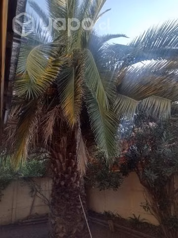 Palmera 10 mts aprox