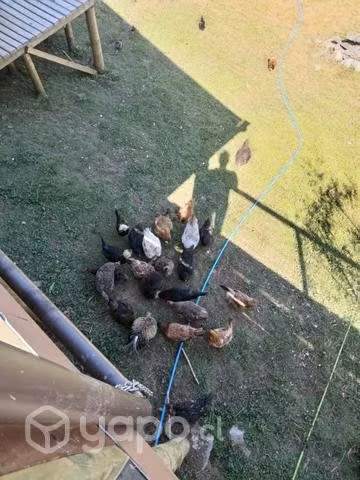 Gallinas., pollos., pollitos. - Imagen 3