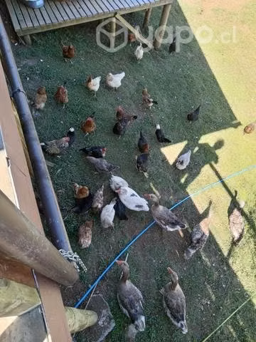 Gallinas., pollos., pollitos. - Imagen 2