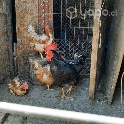 Gallo reproductor precioconversable