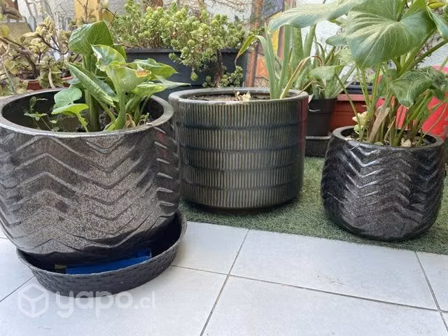 Maseteros y plantas - Imagen 4