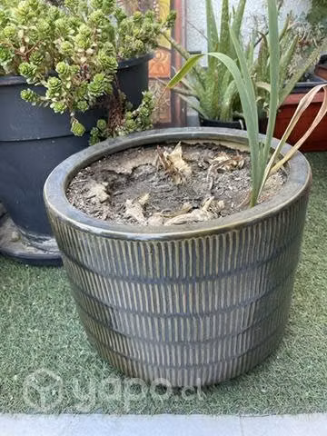 Maseteros y plantas - Imagen 3