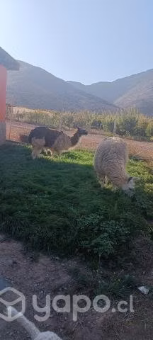 Llamas