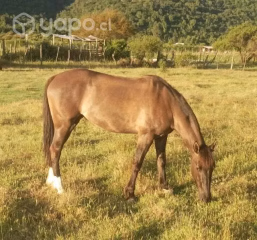 Potranca inscrita - Imagen 4