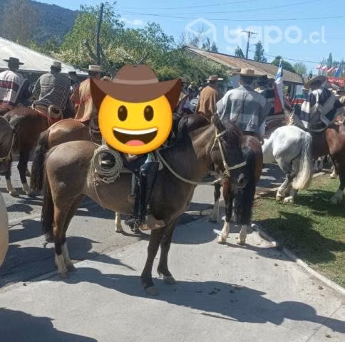 Potranca inscrita