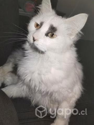 Se da en adopción gatita