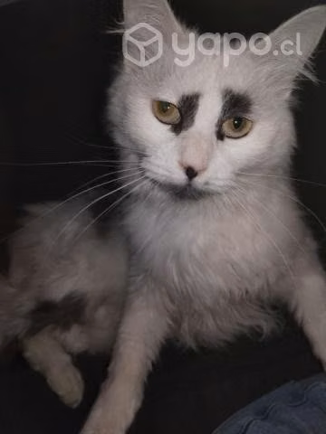 Se da en adopción gatita