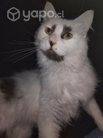 Se da en adopción gatita