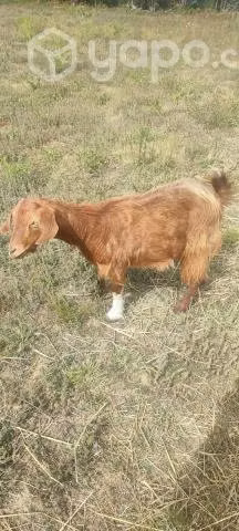 Cerda y chiva
