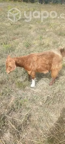Cerda y chiva