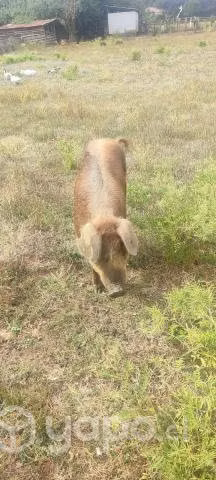 Cerda y chiva