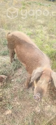 Cerda y chiva