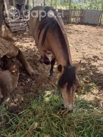 Caballo - Imagen 2
