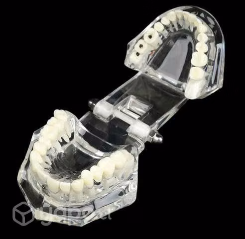 Modelo de dientes interactivo - Imagen 2