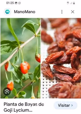Plantas de árbol de goji