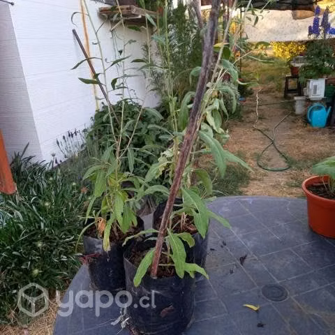 Plantas de árbol de goji