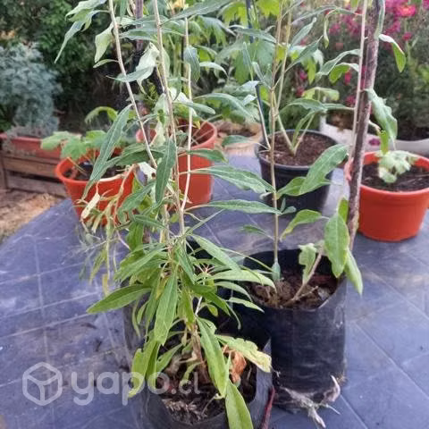 Plantas de árbol de goji
