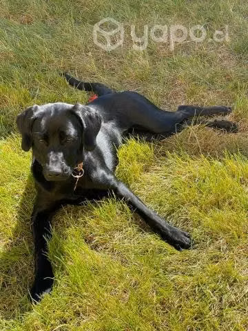 En adopción cachorra mestiza labrado