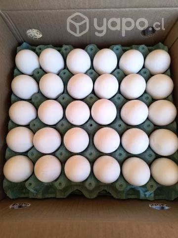 Huevos extra