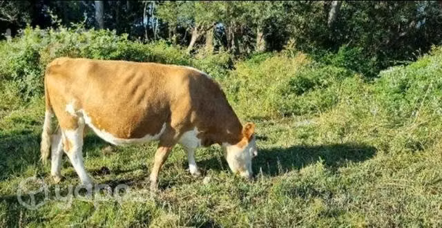 Vacas Pariadas
