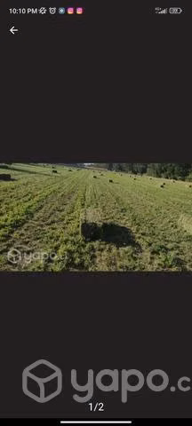 Fardos de alfalfa