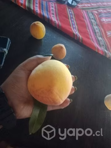 durazno conservero
