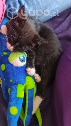 Gatito en adopción