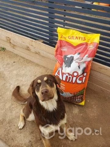 Se regalan perritas