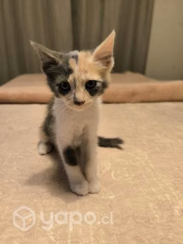 Regalo gatitos