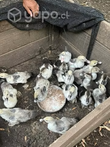Patos Mudos