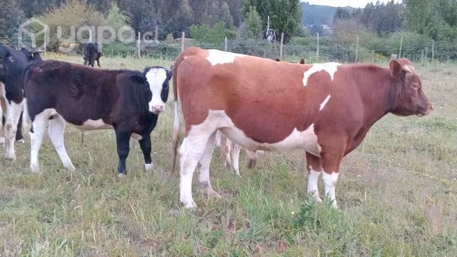 Toro clavel de 2 años