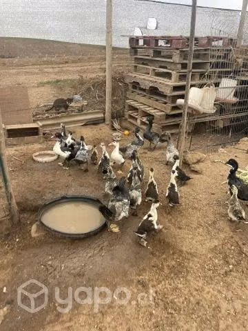 Patos - Imagen 2