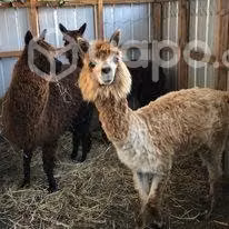Alpaca macho disponible