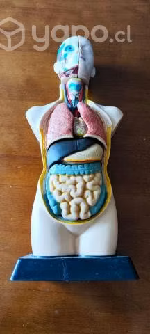 Cuerpo humano anatomía muñeco