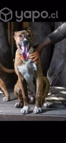 Perritos en adopción