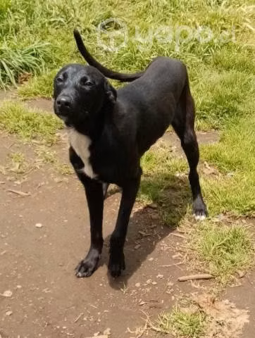 Cachorros de diez meses en adopción - Imagen 3