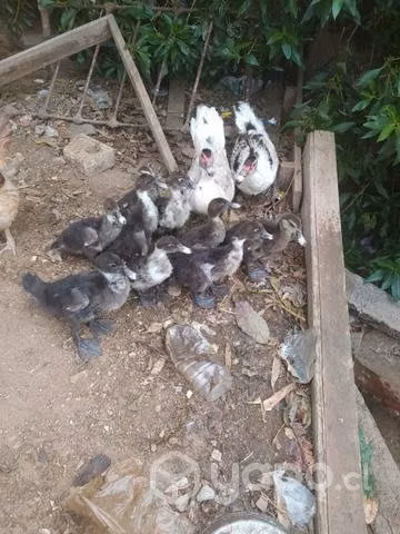 Patos Juveniles