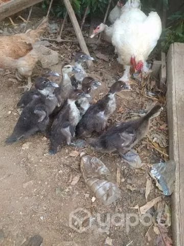 Patos Juveniles