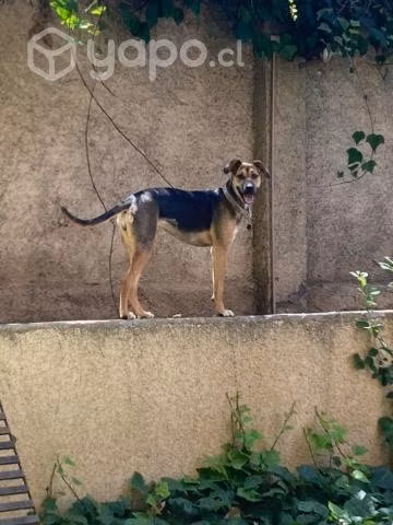 Se busca hogar a esta tierna perrita