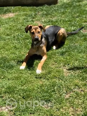 Se busca hogar a esta tierna perrita