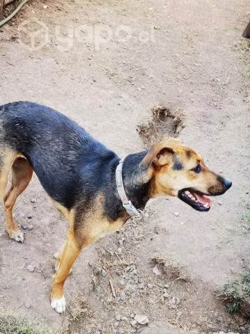 Se busca hogar a esta tierna perrita