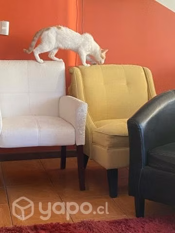 Vendo 5 hermosos sillones para RETAPIZAR