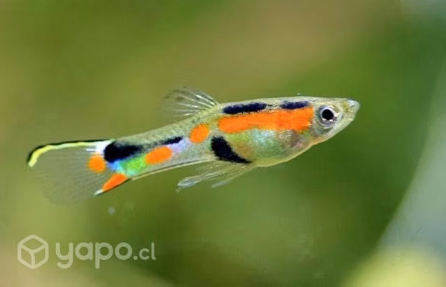 Peces guppys - Imagen 5