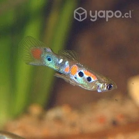Peces guppys - Imagen 4
