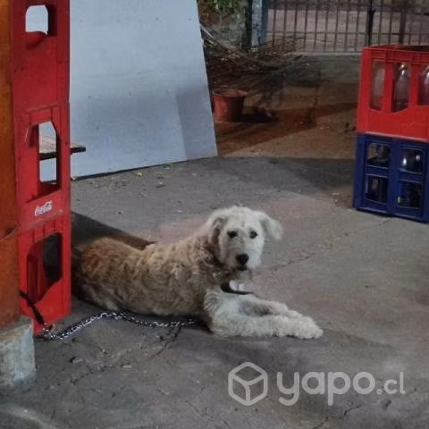 Doy perrito en adopción - Imagen 3