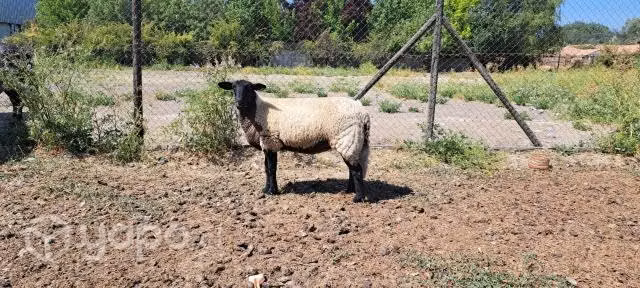Borrega oveja