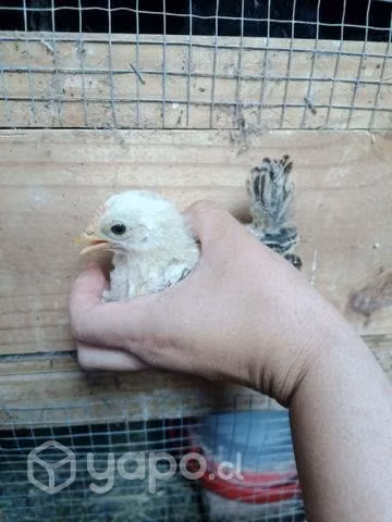 Gallitos de la pasión 3 meses