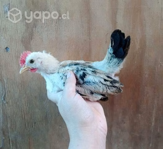 Gallitos de la pasión 3 meses