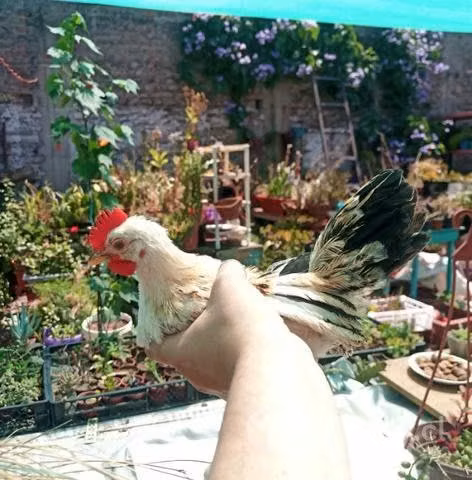 Gallitos de la pasión 3 meses